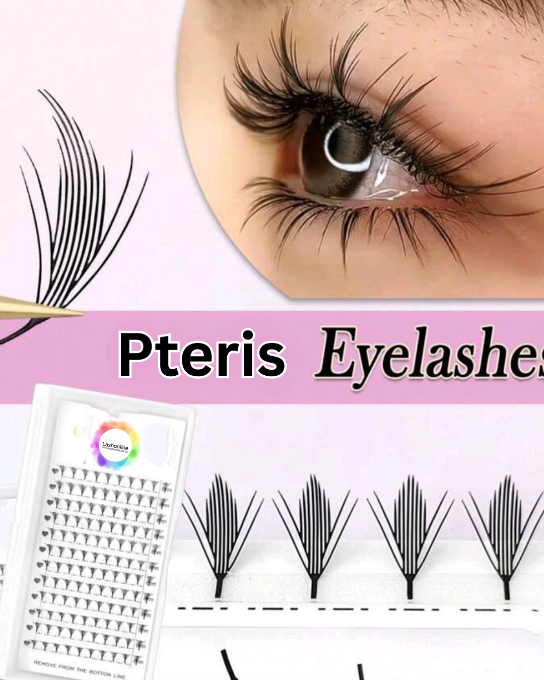 Pteris Lashes